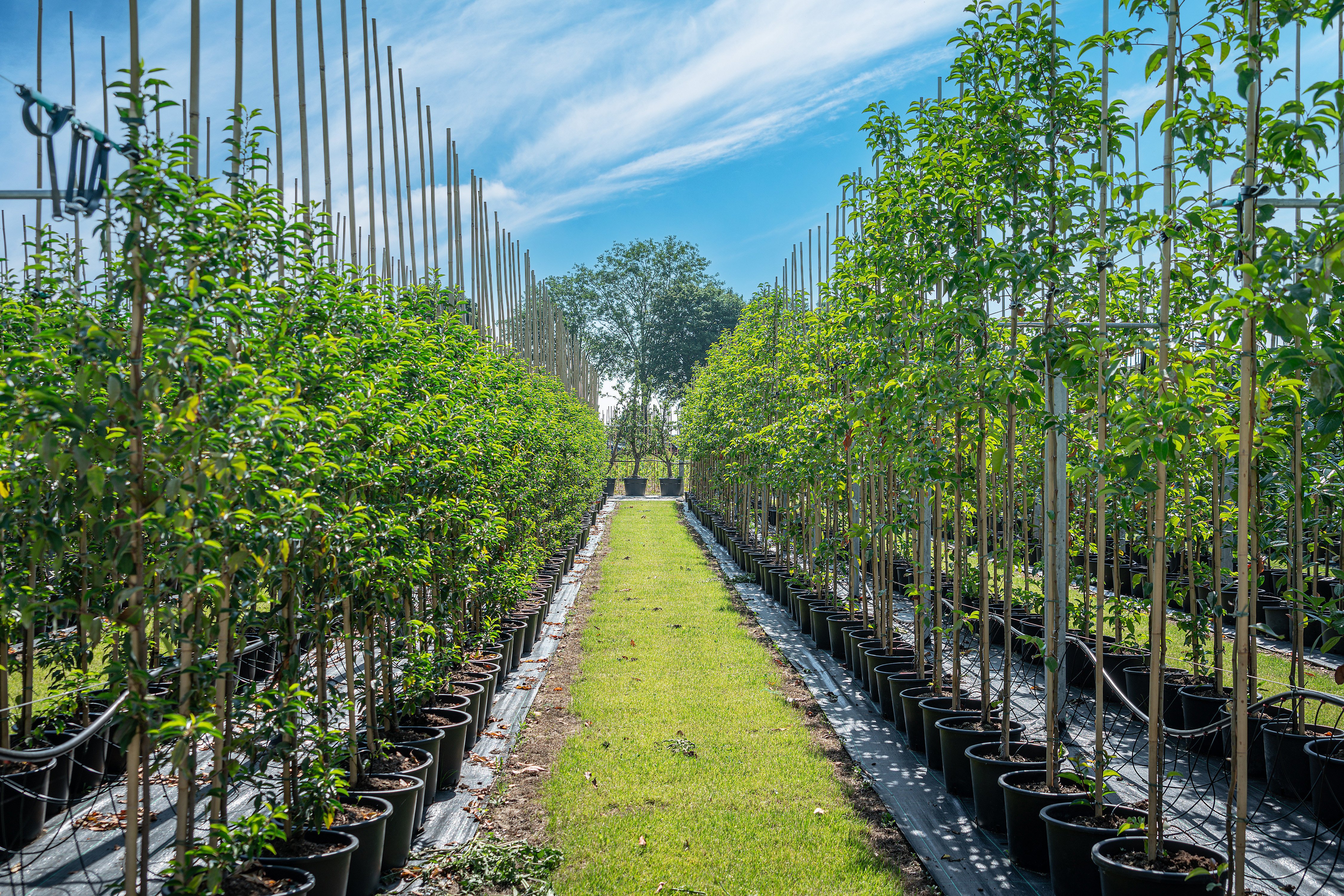 Bomen_Enzo_56.jpg