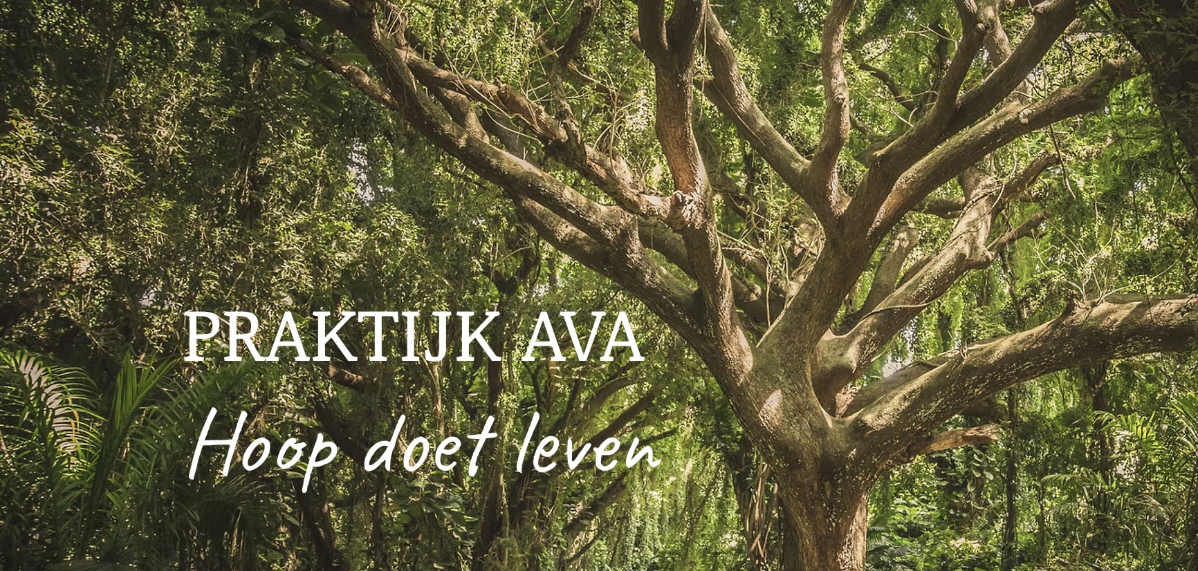 Banner AVA.jpg